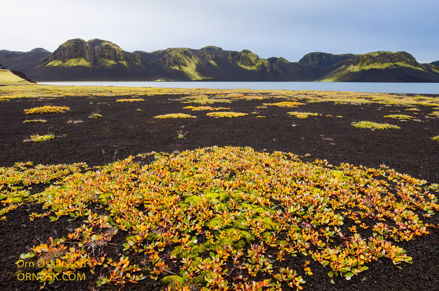 Fjallavíðir við Litlasjó