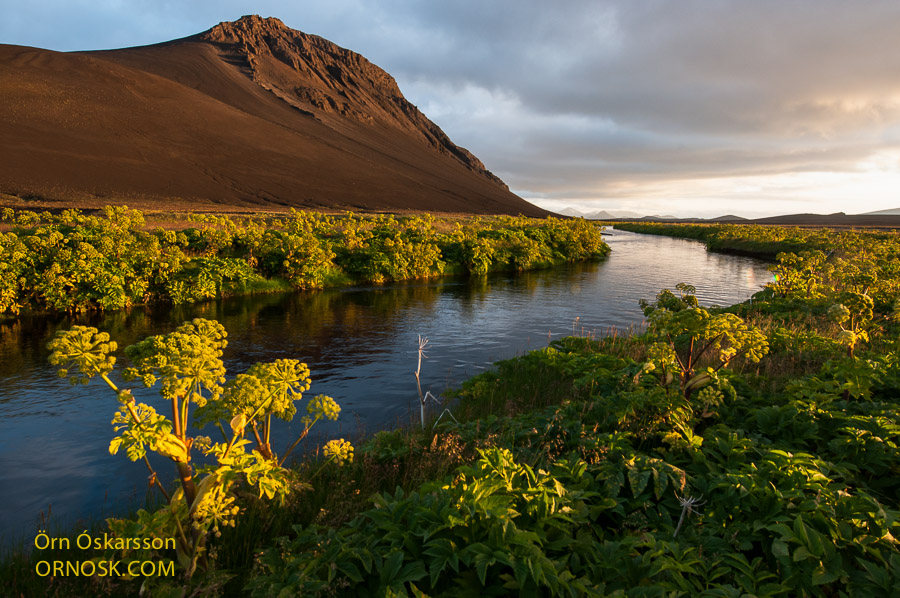 Hvannastóð í Kvíslum
